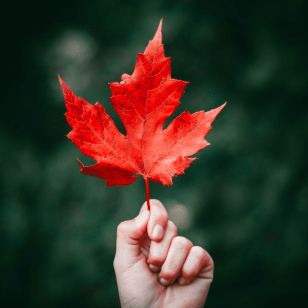 leaf